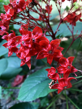 狀元紅網(wǎng)，揭秘4987精準(zhǔn)資料的秘密，狀元紅網(wǎng)揭秘，精準(zhǔn)資料4987背后的秘密