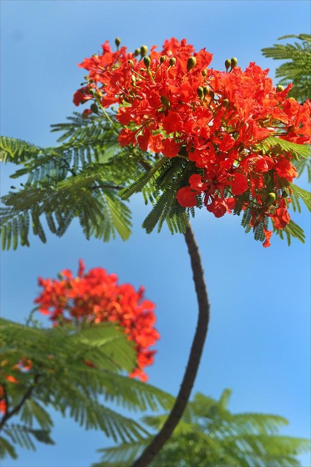 狀元紅，揭秘4987最準(zhǔn)最快的秘密武器，狀元紅，揭秘最準(zhǔn)最快的秘密武器 4987