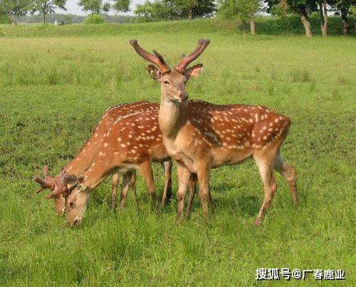 最新版本的6566cc澳彩資料大全介紹及特色功能解析，最新6566cc澳彩資料大全介紹與特色功能深度解析