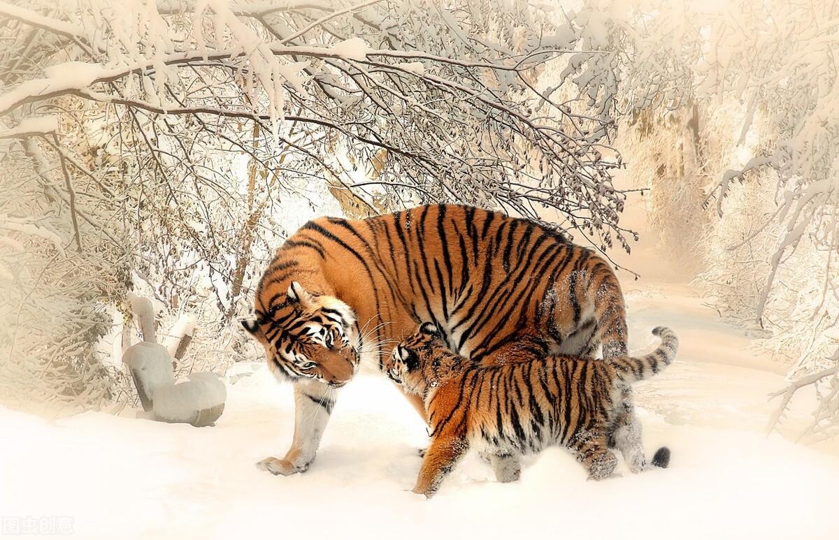 揭秘十二生肖之王，20一肖動物圖王中王，揭秘十二生肖之王，揭秘圖王中的動物之王