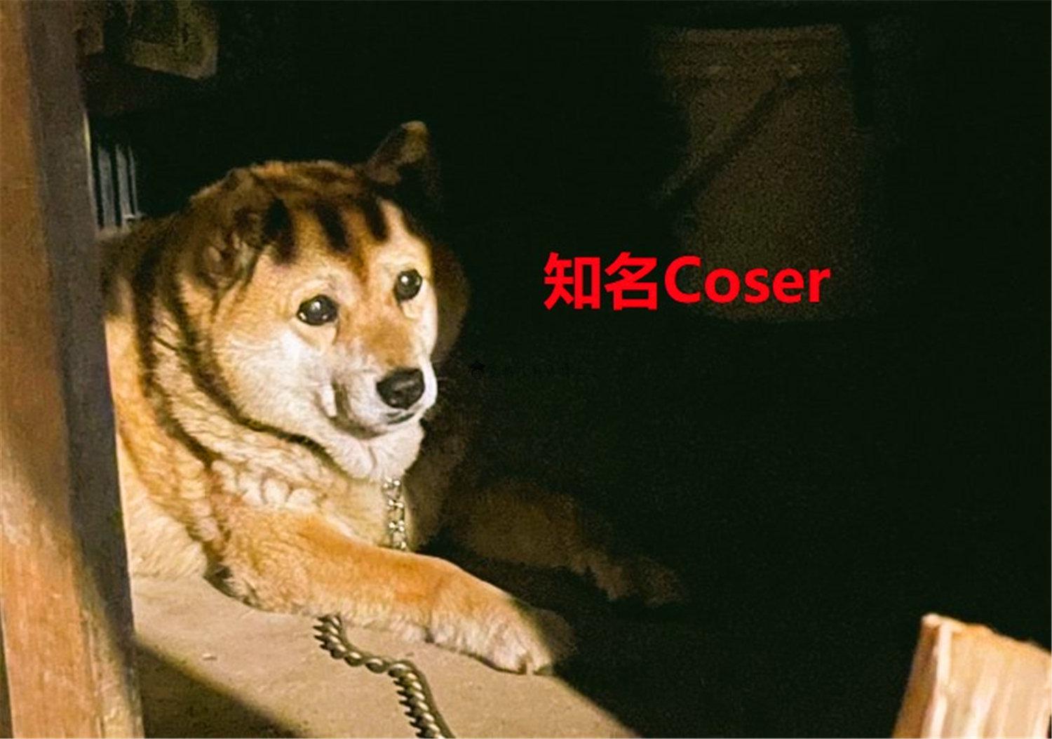 豬狗同行王中王，猜一肖，深度解析與SEO優(yōu)化，豬狗同行王中王猜謎解析與SEO優(yōu)化技巧，深度解析揭秘生肖之謎