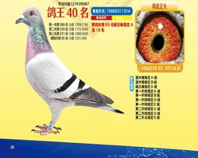 王中王四馬一肖，探尋背后的故事與奧秘，王中王四馬一肖，背后的故事與奧秘探尋