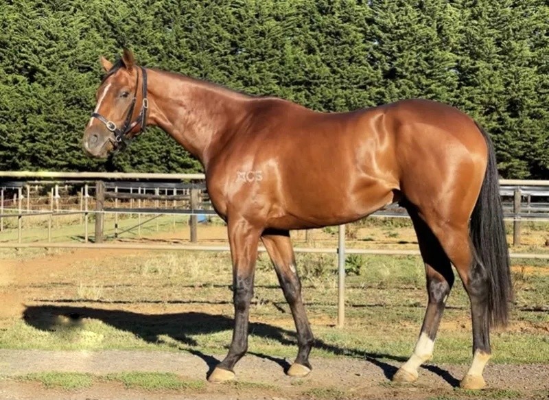 今晚澳門特馬開什么？今晚四不像的探討，今晚澳門特馬開彩結(jié)果及四不像探討