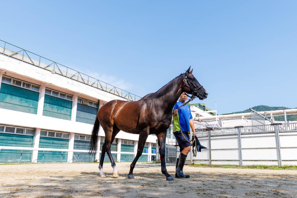 香港賽馬，77777與88888的激情碰撞，香港賽馬盛宴，激情碰撞的77777與88888對(duì)決