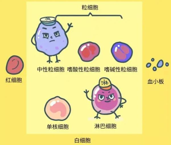 白細(xì)胞低有什么危險(xiǎn)，白細(xì)胞低存在的危險(xiǎn)與潛在風(fēng)險(xiǎn)，揭示白細(xì)胞減少的危害
