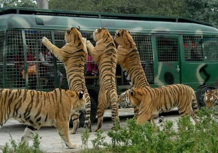 中國十大野生動物園排名，探索自然奧秘的理想之地，中國十大野生動物園排名揭曉，自然奧秘的理想探索地
