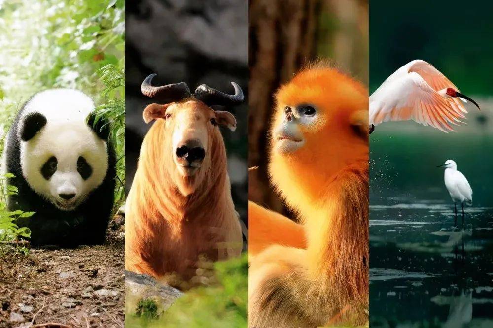 揭秘十二生肖之王，揭秘神秘的王中王20一肖動物圖，揭秘十二生肖之王，神秘王中王與生肖動物圖揭秘